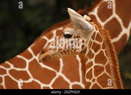 Porträt einer Baby-Giraffe mit Mutter im Hintergrund Stockfoto