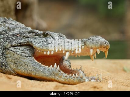 Nahaufnahme Des Krokodilkopfes Mit Scharfen Zähnen Und Der Kiefer Mit Weit Geöffnetem Mund Stockfoto