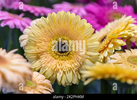 Nahaufnahme einer bunten Gerbera-Blume Stockfoto