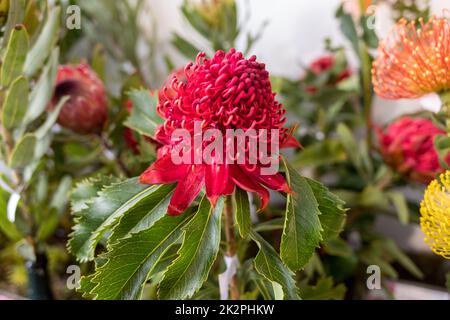 Heller Blütenstand der Waratah, Telopea speciosissima Stockfoto