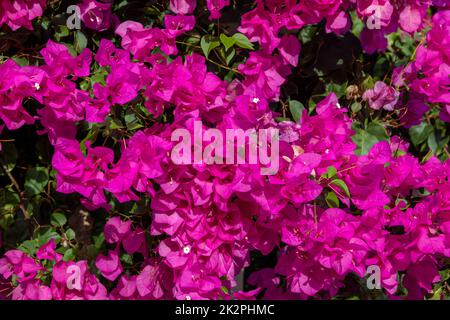 Blühende rote Bougainvillea blüht auf Santorini. Stockfoto