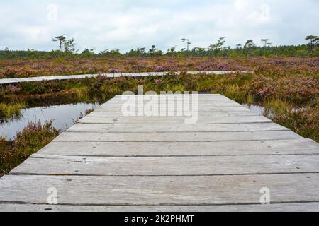 Hölzerne Fußgängerbrücke und Promenade im schwarzen Moor mit Moorauge Stockfoto