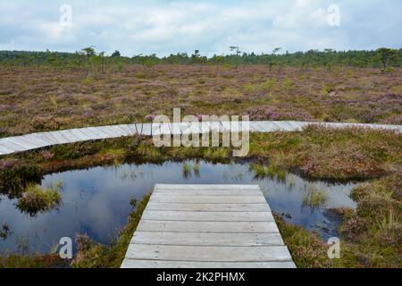 Hölzerne Fußgängerbrücke und Promenade im schwarzen Moor, mit Moorauge, Bäumen und Heidekraut Stockfoto