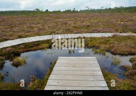 Eine Fußgängerbrücke im schwarzen Sumpf, mit Sumpfauge und Heidekraut Stockfoto