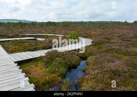 Hölzerne Fußgängerbrücke im schwarzen Sumpf, mit Sumpfauge und Heidekraut Stockfoto