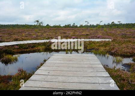 Hölzerne Fußgängerbrücke und Promenade im schwarzen Moor mit Sumpfauge und Heidekraut Stockfoto