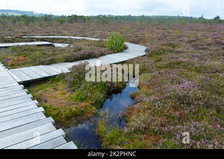 Hölzerne Fußgängerbrücke im schwarzen Sumpf, mit Sumpfauge und Heidekraut Stockfoto