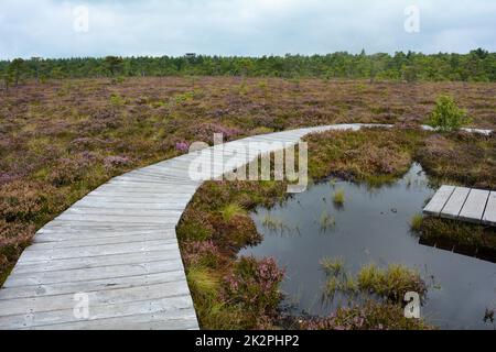 Hölzerne Fußgängerbrücke im schwarzen Sumpf, mit Sumpfauge und Heidekraut Stockfoto