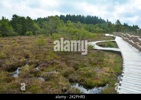 Eine hölzerne Fußgängerbrücke im K-Moor, mit Moorauge und Heidekraut Stockfoto