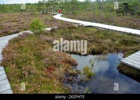 Hölzerne Fußgängerbrücke im schwarzen Moor, mit Moorauge, Menschen und Heidekraut Stockfoto