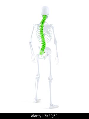 Menschliches Skelett mit Highlited Wirbelsäule. Isoliert. Enthält clippin Pfad Stockfoto