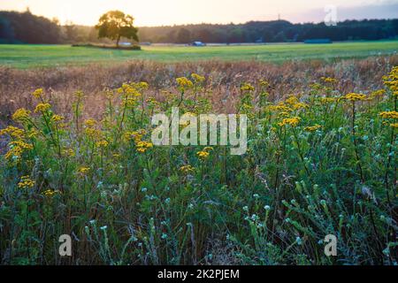 Lagunenlandschaft der Halbinsel Darss Stockfoto