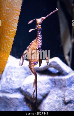 Erstaunliche Seedrachen Kreatur schwimmen in Süßwasser aus nächster Nähe allein Stockfoto