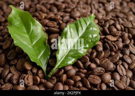 Kaffeebohne Medium geröstet mit Blatt in frischen Morgen. Stockfoto