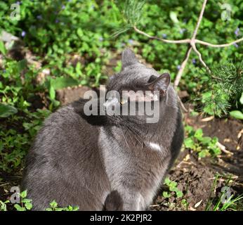 Eine Katze der Chartreuse-Rasse oder eine kartesische Katze Stockfoto