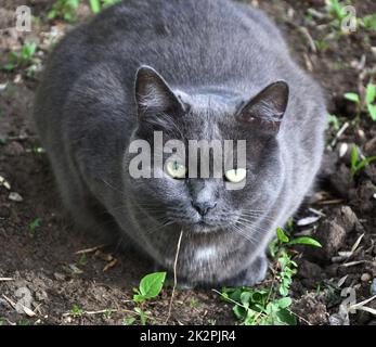 Eine Katze der Chartreuse-Rasse oder eine kartesische Katze Stockfoto