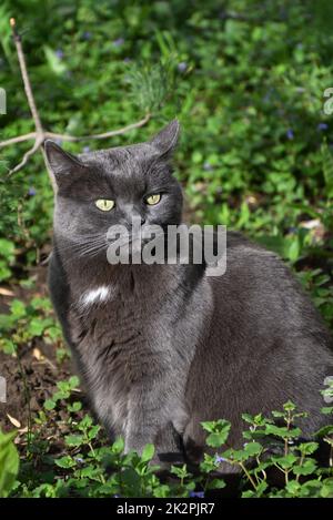 Eine Katze der Chartreuse-Rasse oder eine kartesische Katze Stockfoto