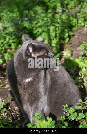 Eine Katze der Chartreuse-Rasse oder eine kartesische Katze Stockfoto