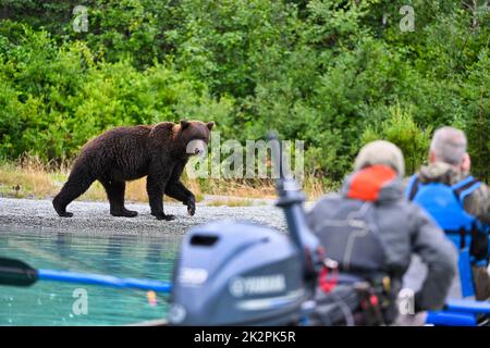 Eine Seitenaufnahme eines Alaska Braunbären, der am Clark-See spaziert, und eine Rückansicht der Leute, die ihn ansehen Stockfoto