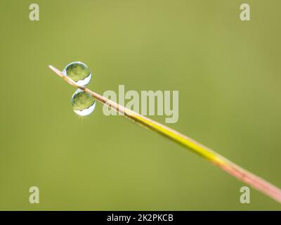 Im Frühling tropft Wasser auf Gras Stockfoto