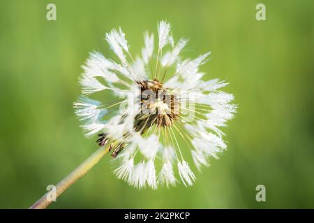 Dandelionkopf mit Sporen Stockfoto