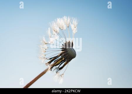 Dandelionkopf mit Sporen Stockfoto