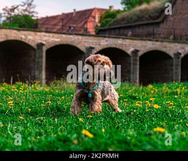 Ein wunderschöner Yorkshire Terrier Hund, der auf einem Grasfeld mit gelben Blumen steht Stockfoto