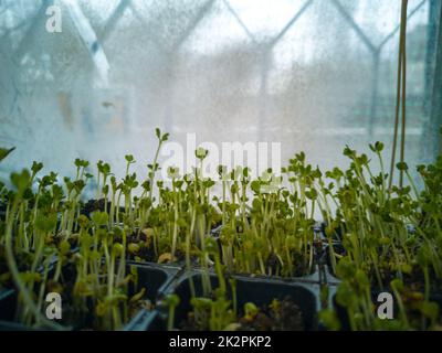 Mikrogrün von Rettich am Fenster. Veganes und gesundes Lebensmittelkonzept. Hochwertige Fotos Stockfoto