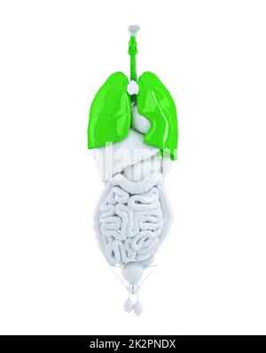 Isolierte menschliche Organen konzentriert sich auf Lunge. 3D Illustration. Clipping-Pfad enthält Stockfoto