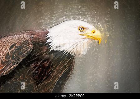 Portrait über einen Weißkopfseeadler. Gezeichnete illustration Stockfoto