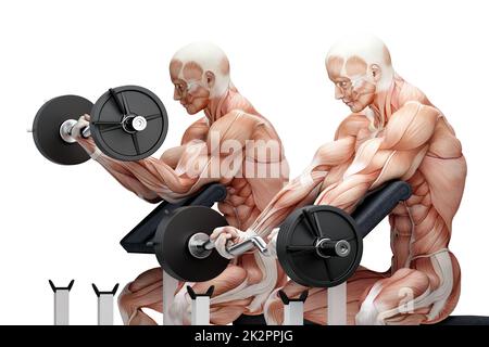 Bizepsübungen mit EZ Curl Bar. Anatomische Darstellung. Isoliert. Enthält Beschneidungspfad Stockfoto