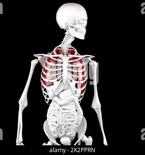 Menschliche Männliche Anatomie. Skelett und hervorgehobene Lungen. 3D Abbildung. Enthält Beschneidungspfad Stockfoto