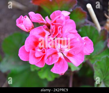 Blume Pelargonium (lateinisches Pelargonium) oder Geranium (lateinisches Geranium) blassrosa Stockfoto