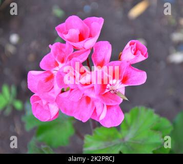 Blume Pelargonium (lateinisches Pelargonium) oder Geranium (lateinisches Geranium) blassrosa Stockfoto