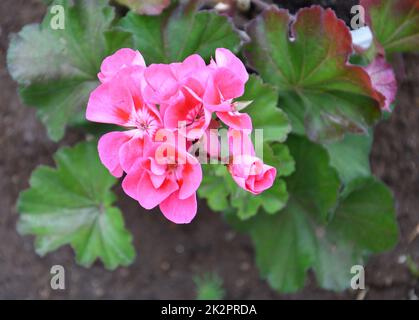 Blume Pelargonium (lateinisches Pelargonium) oder Geranium (lateinisches Geranium) blassrosa Stockfoto