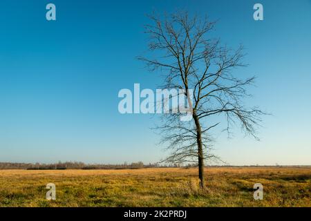 Hoher Baum ohne Blätter auf der Wiese Stockfoto