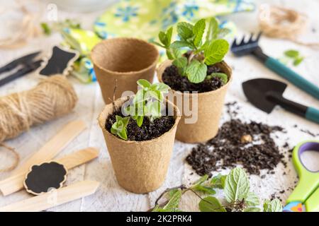 Minzkeimlinge in biologisch abbaubaren Töpfen in der Nähe von Gartengeräten. Gartenarbeit im Innenbereich, Keimung von Kräutersamen Stockfoto