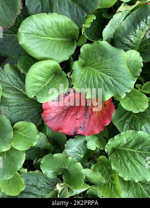 Nahaufnahme der immergrünen, mehrjährigen Bodenbedeckungspflanze Bergenia cordifolia Purpurea, die Ende September in Großbritannien gesehen wurde. Stockfoto