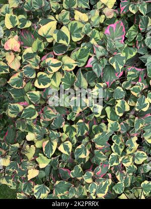 Nahaufnahme der weit ausbreitenden krautigen mehrjährigen Bodenbedeckungspflanze Houttuynia cordata Chameleon mit auffallend bunten Blättern. Stockfoto