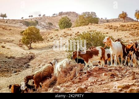 Ziegenherde in einer ländlichen Landschaft. Zypern Stockfoto