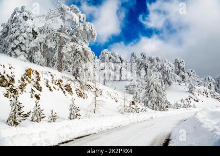 Leere kurvige Straße durch den verschneiten Kiefernwald. Troodos-Berge, Zypern Stockfoto