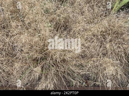 Close up of the soft golden yellow coloured evergreen ornamental tufted hair grass Deschampsia cespitosa Goldtau seen in the UK in late September Stockfoto