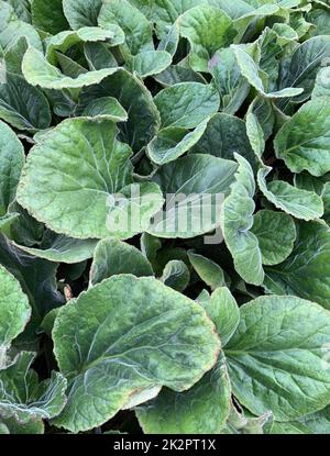 Nahaufnahme der immergrünen Klumpen bilden mehrjährige Garten Bodenbedeckung Pflanze mit umsäumten abgerundeten Blättern Bergenia ciliata oder umsäumten Elefantenohren. Stockfoto