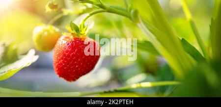Nahaufnahme Panoramablick auf die Erdbeerfrucht im Garten Stockfoto