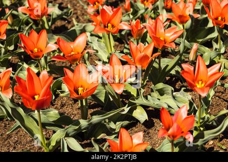 Tulipa - Toronto Blumen wachsen und blühen im botanischen Garten Stockfoto