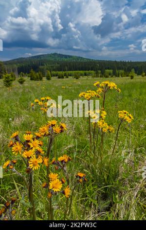 Typische Frühlingslandschaft in der Nähe von Stozec, Nationalpark Sumava, Tschechische Republik Stockfoto