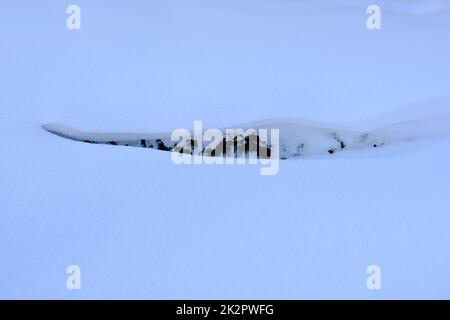 Grüne, kleine Strauchblätter unter dem Schnee, Schneeverwehungen auf einem verschneiten Hintergrund, Seitenansicht Stockfoto