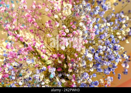 Mehrfarbige Zigeunerblüten Nahaufnahme Makro, geringe Tiefenschärfe, kleine farbige Blumen in Makro mit Unschärfe. 4K. Stockfoto