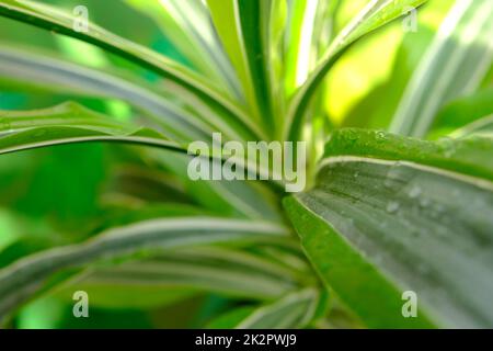 Schrauben Sie Kiefernbaum oder Pandanus sanderi Schleifer dekoriert im Gartenhintergrund. Stockfoto