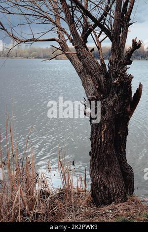 Wunderschöner Blick aus der Vogelperspektive auf Sumy und den Cheha-See. Wasserlandschaft mit Stadt an bewölkten Tagen mit alten Bäumen und Schilf Stockfoto